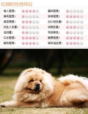 隐藏的贵族细数身边五大中华名犬