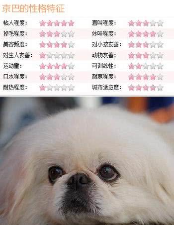 隐藏的贵族细数身边五大中华名犬