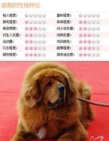 隐藏的贵族细数身边五大中华名犬