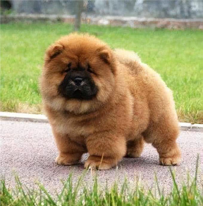 犬界很难养的5种狗，带回家前要想清楚