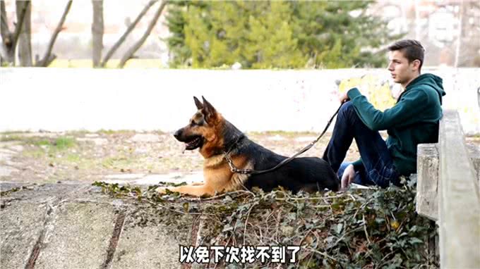 最不咬人的几种狗狗,你养过吗?—冷知识