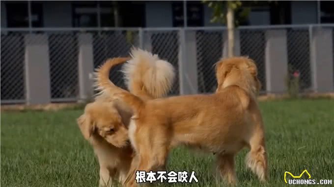 最不咬人的几种狗狗,你养过吗?—冷知识