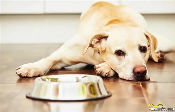 狗肚子像有水一样咕咕响是消化问题?也有可能是腹水