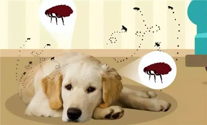 狗肚子像有水一样咕咕响是消化问题?也有可能是腹水