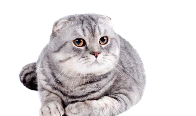 苏格兰折耳猫