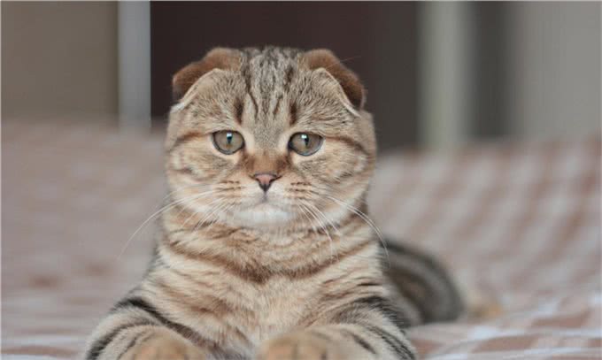 苏格兰折耳猫