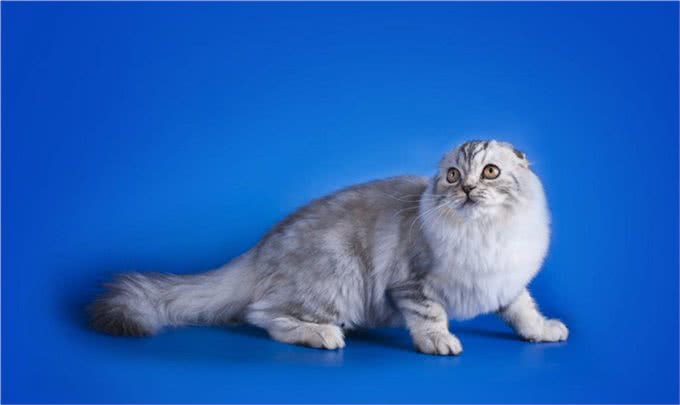 苏格兰折耳猫