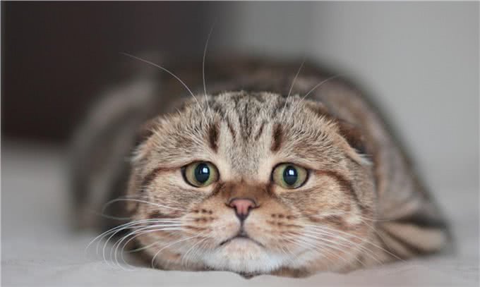 苏格兰折耳猫