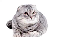 苏格兰折耳猫