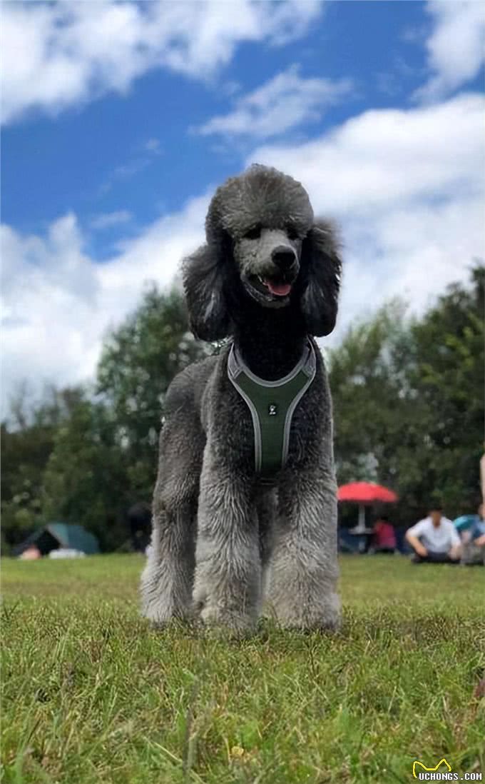 巨型贵宾犬褪色怎么回事?有这几个原因!