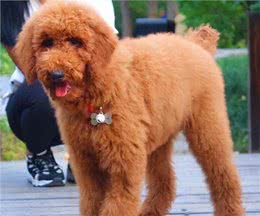 巨型贵宾犬褪色怎么回事?有这几个原因!