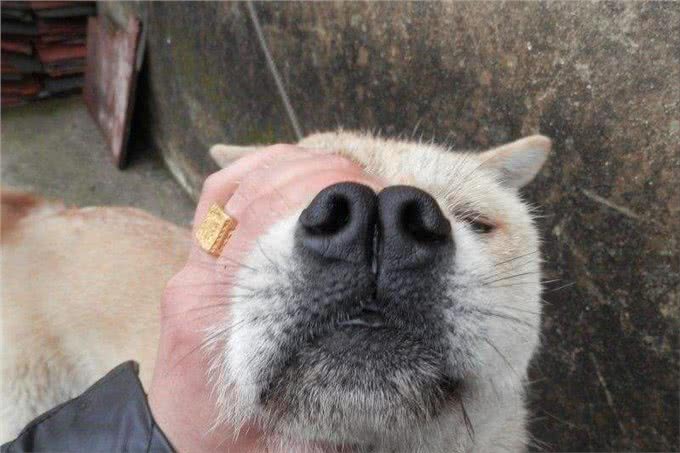 这几招挑狗秘诀，若是学会了，能让你挑到好狗