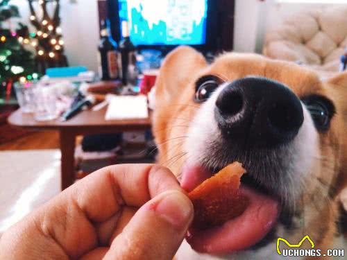 这几招挑狗秘诀,若是学会了,能让你挑到好狗