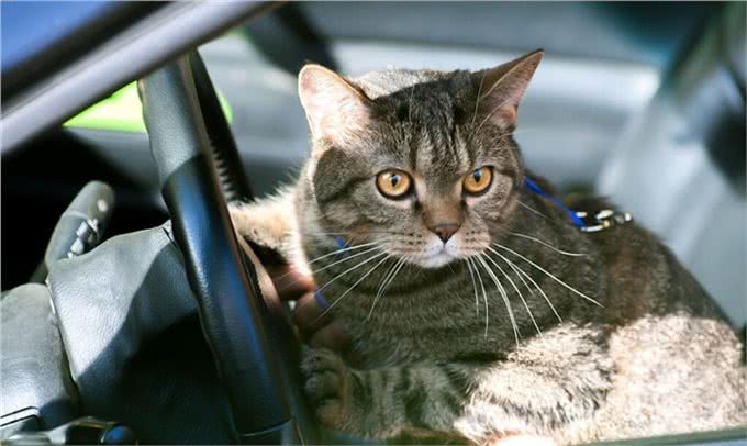 宠物外出怕坐车?5招搞定