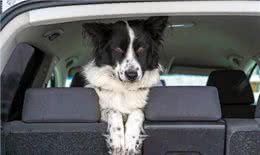 宠物外出怕坐车?5招搞定
