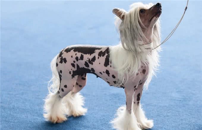 中华本土十大名犬