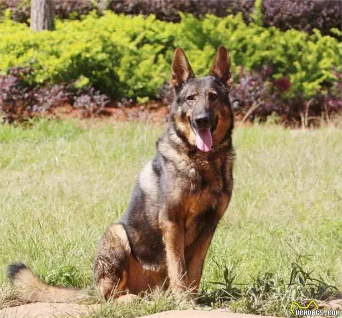 中华本土十大名犬