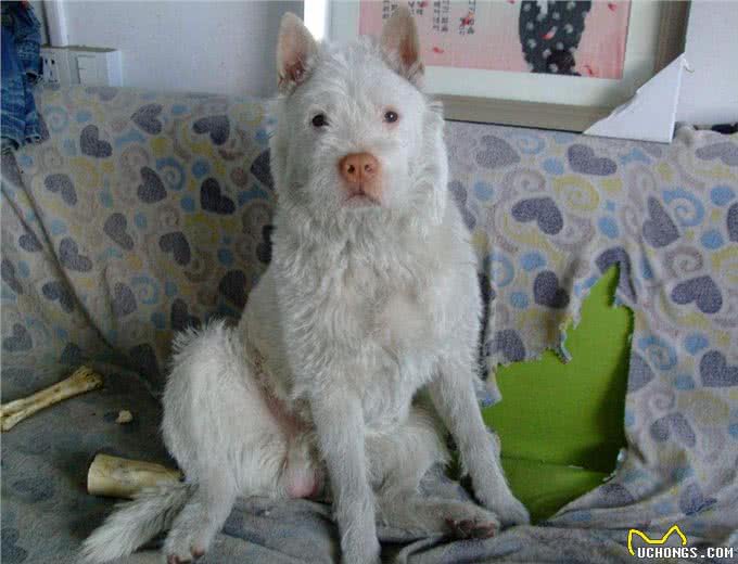 中华本土十大名犬