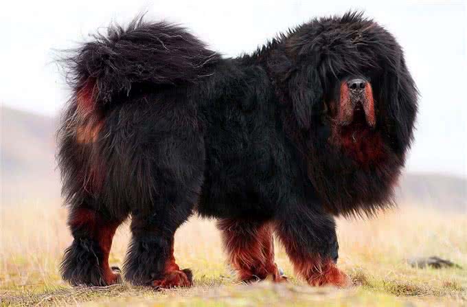 中华本土十大名犬