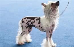 中华本土十大名犬