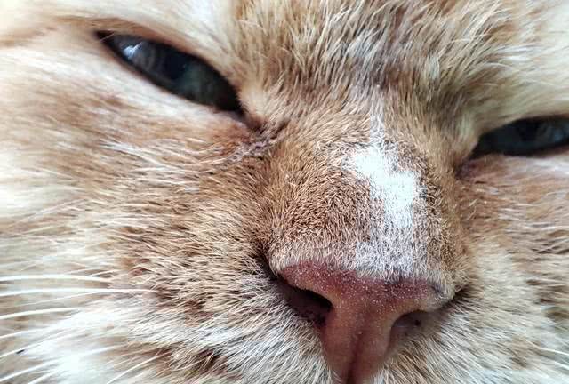 10个猫咪冷知识!不告诉你，最后一个绝对想不到!