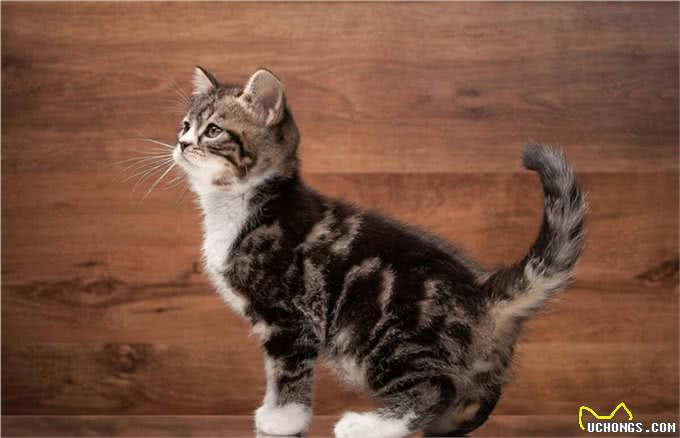 10个猫咪冷知识!不告诉你，最后一个绝对想不到!