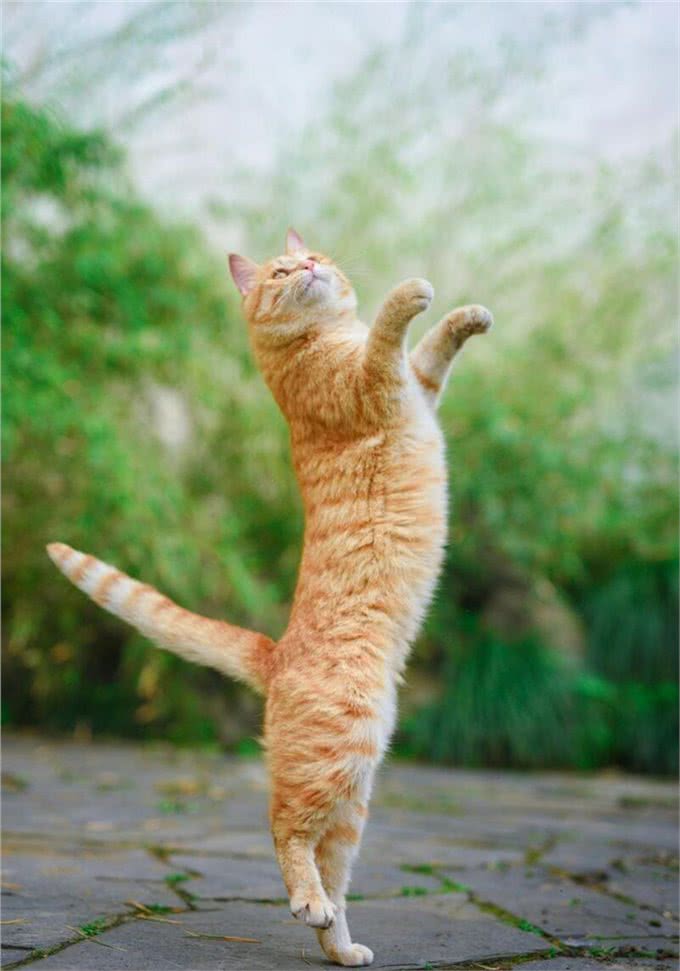 10个猫咪冷知识!不告诉你，最后一个绝对想不到!