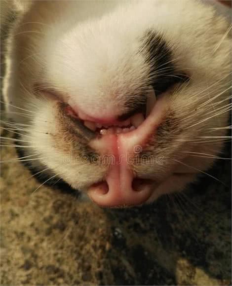 10个猫咪冷知识!不告诉你，最后一个绝对想不到!