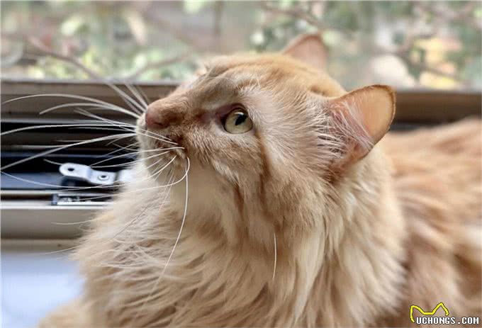 10个猫咪冷知识!不告诉你，最后一个绝对想不到!