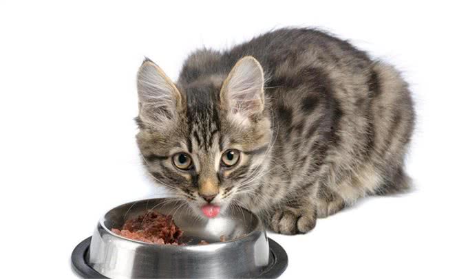 10个猫咪冷知识!不告诉你，最后一个绝对想不到!