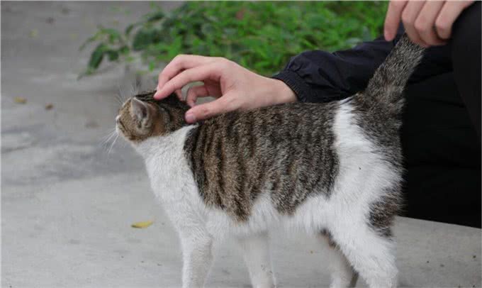 10个猫咪冷知识!不告诉你，最后一个绝对想不到!