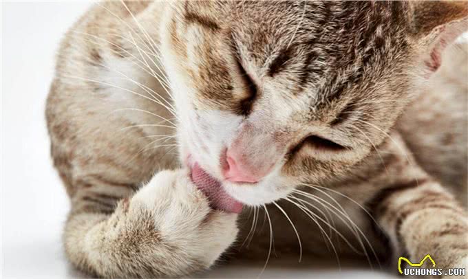 10个猫咪冷知识!不告诉你，最后一个绝对想不到!