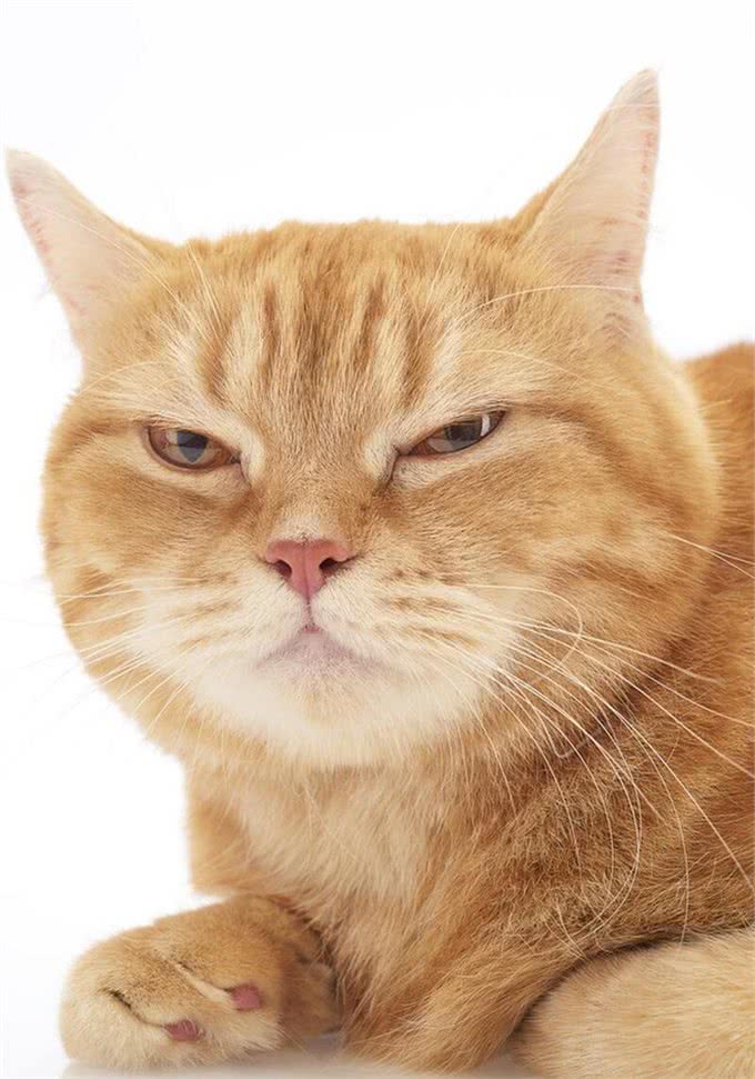 10个猫咪冷知识!不告诉你，最后一个绝对想不到!