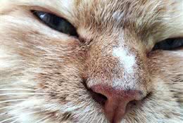 10个猫咪冷知识!不告诉你，最后一个绝对想不到!