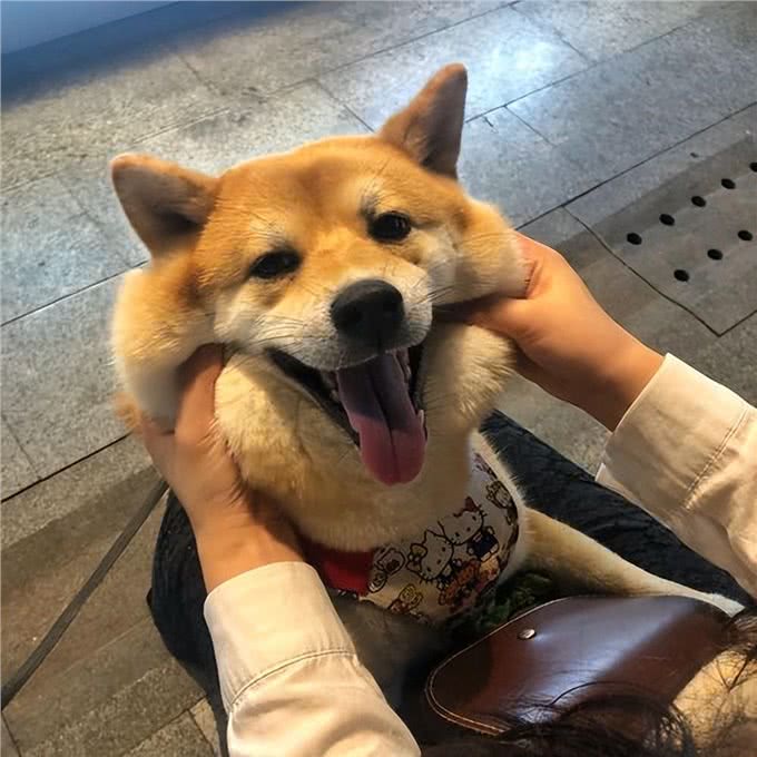 这6个特征全都有，说明狗狗身体很健康!