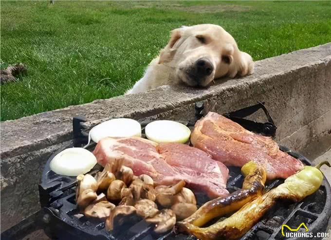 这6个特征全都有，说明狗狗身体很健康!