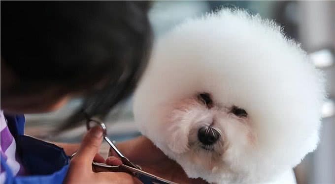 这6个特征全都有，说明狗狗身体很健康!