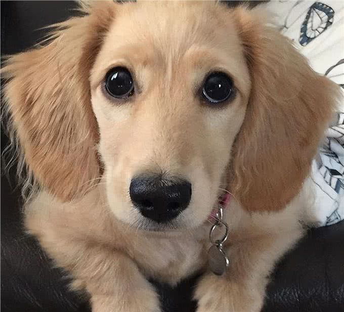 这6个特征全都有，说明狗狗身体很健康!