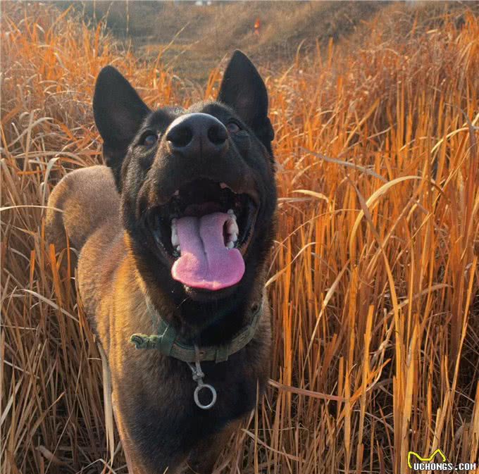 这6个特征全都有，说明狗狗身体很健康!