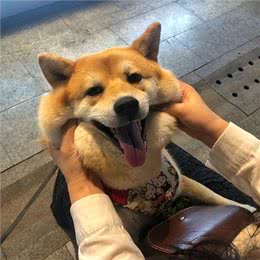 这6个特征全都有，说明狗狗身体很健康!