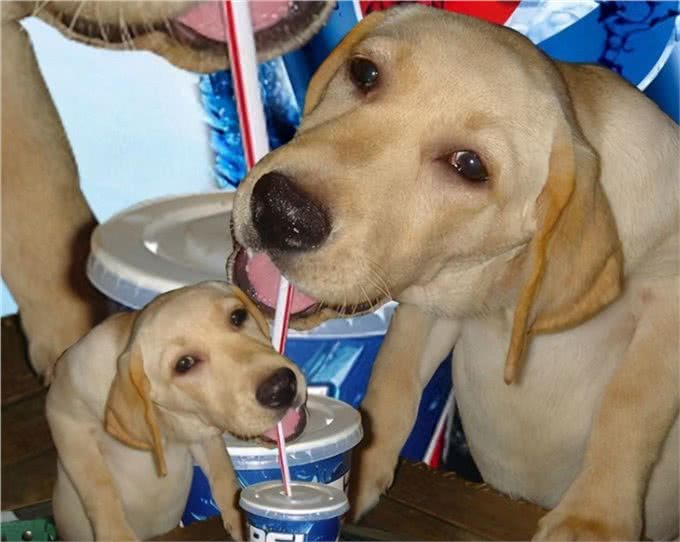 给狗狗喝的水，要注意这几点