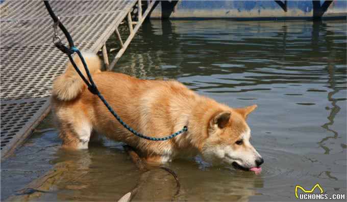 给狗狗喝的水，要注意这几点