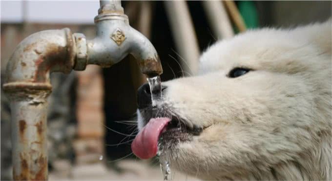 给狗狗喝的水，要注意这几点