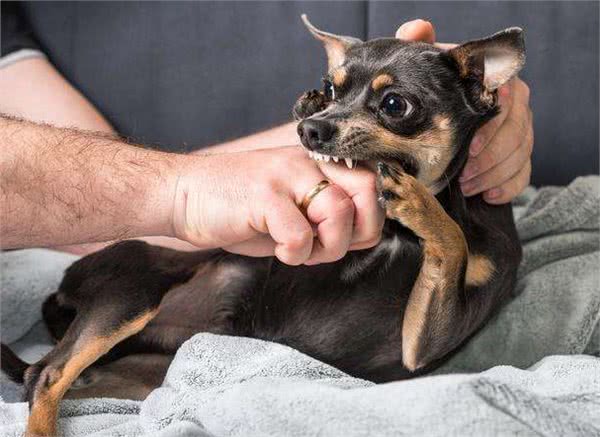 狗狗咬人不单单只是恶意，还有这5种原因，遇到快走开