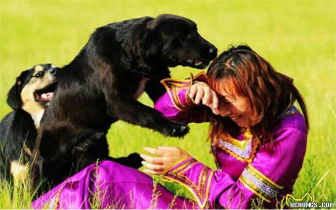 狗狗咬人不单单只是恶意，还有这5种原因，遇到快走开