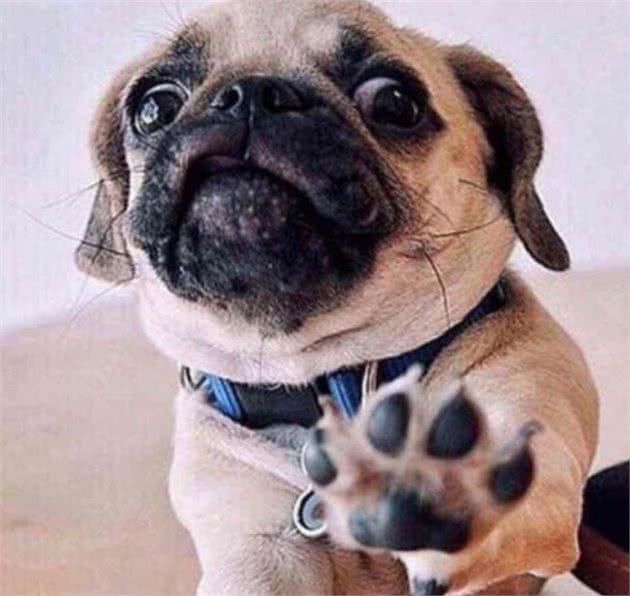 狗狗咬人不单单只是恶意，还有这5种原因，遇到快走开