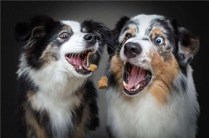 狗狗咬人不单单只是恶意，还有这5种原因，遇到快走开