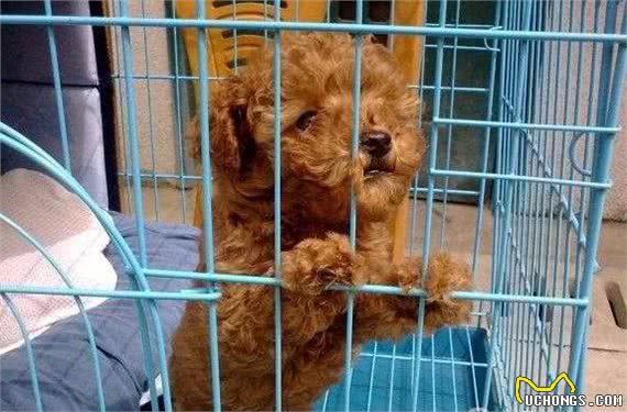 狗狗咬人不单单只是恶意，还有这5种原因，遇到快走开