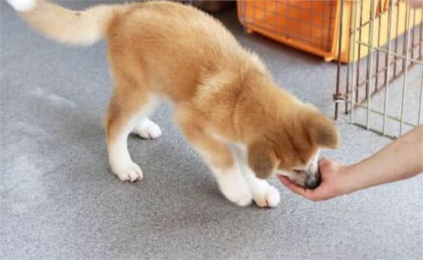 狗狗咬人不单单只是恶意，还有这5种原因，遇到快走开