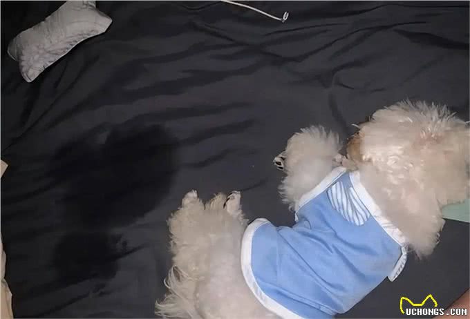 和狗狗一起睡觉:你未曾料想的那些事!